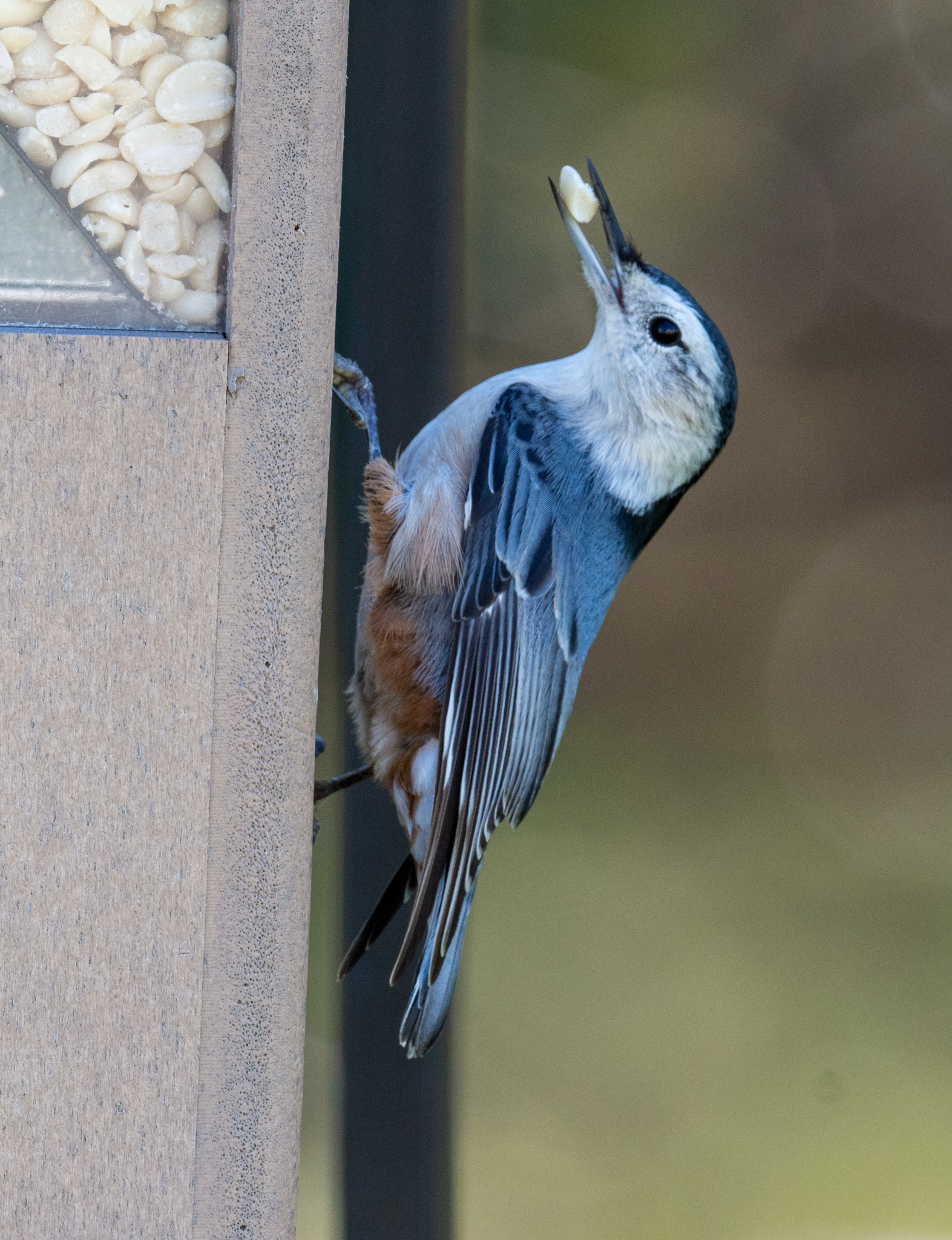 2021-backyard-wp_nh-for-fb2.jpg