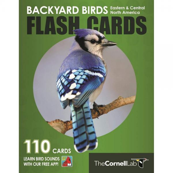 gc-bacyard-flash.jpg